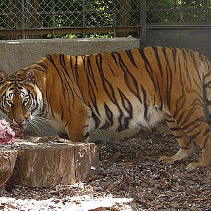 Tiger in Kishinev Zoo