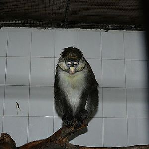 Whiteside's Guenon in Kishinev Zoo