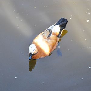 Ruddy Shelduck in Kishinev Zoo