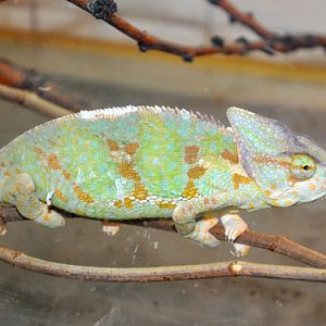 Veiled Chameleon in Kishinev Zoo