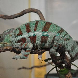 Reunion Chameleon in Kishinev Zoo