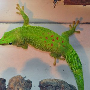 Madagascar Giant Day Gecko in Kishinev Zoo