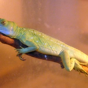Green Crested Basilisk in Kishinev Zoo