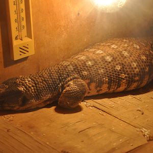 Savanna Monitor in Kishinev Zoo