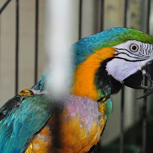 Blue-and-yellow Macaw in Kishinev Zoo