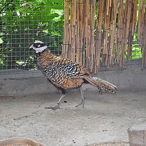 Reeve's Pheasant in Kishinev Zoo