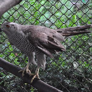 Northern Goshawk in Kishinev Zoo