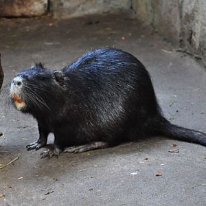 Nutria in Kishinev Zoo
