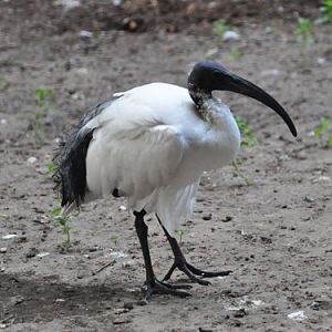 Sacred Ibis in Kishinev Zoo