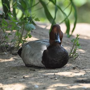 Common Pochard in Kishinev Zoo