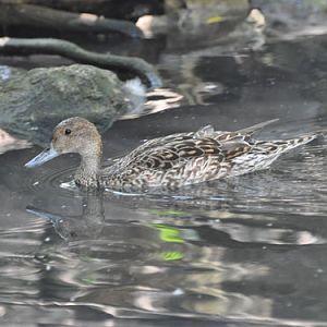 Pintail in Kishinev Zoo