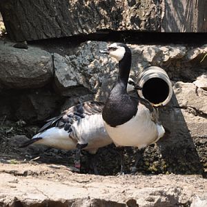 Barnacle Goose in Kishinev Zoo
