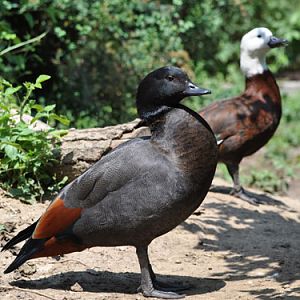 Paradise Shelduck in Kishinev Zoo