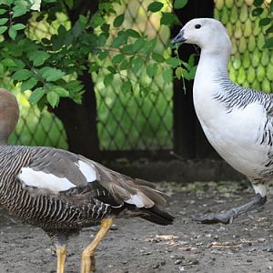 Lesser Magellan Goose in Kishinev Zoo