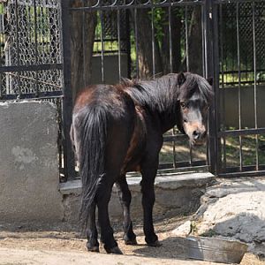 Pony in Kishinev Zoo