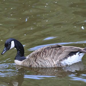 Canada Goose in Kishinev Zoo