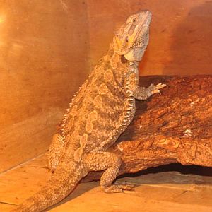 Inland Bearded Dragon in Kishinev Zoo