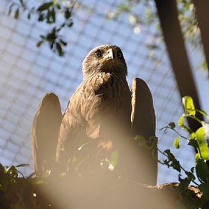Lesser Spotted Eagle in Kishinev Zoo