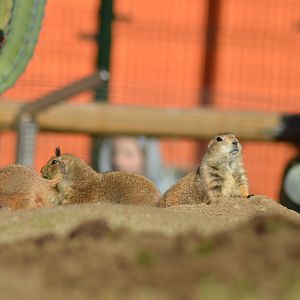 Prairie Dogs