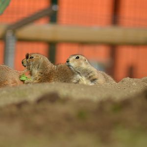 Prairie Dogs