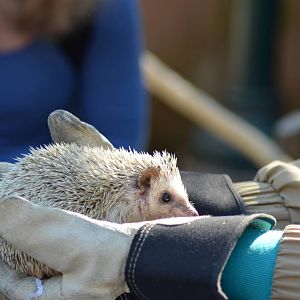 African Hedgehog