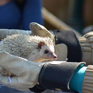 African Hedgehog