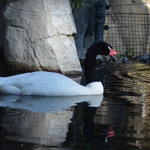 Black-necked Swan