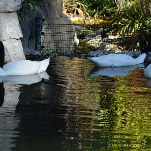 Black-necked Swans