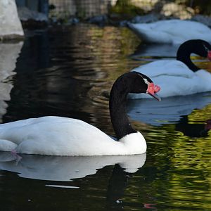 Black-necked Swans