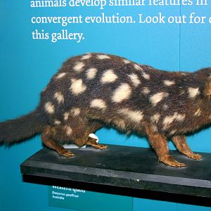 Western quoll; Tring; 29th December 2011