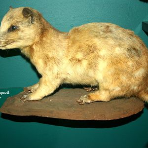 New Guinea quoll; Tring; 29th December 2011