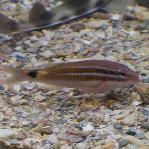 Blackspot Goatfish