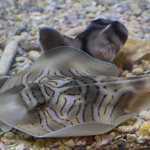 Eastern Fiddler Ray