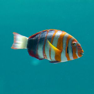 Harlequin Tuskfish