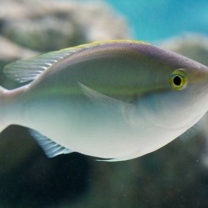 Small-toothed Whiptail (Pentapodes caninus)