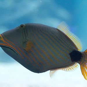 Orangelined Triggerfish male