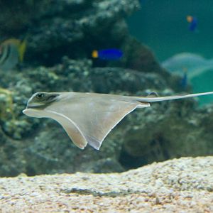 Southern Eagle Ray juvenile
