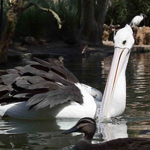 Australian Pelican
