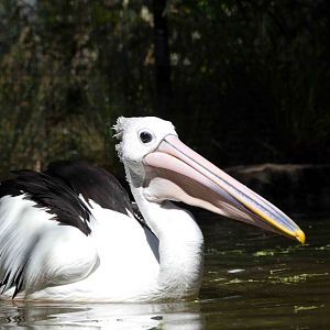 Australian Pelican