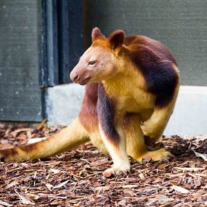Goodfellow's Tree Kangaroo