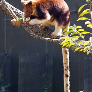 Goodfellow's Tree Kangaroo