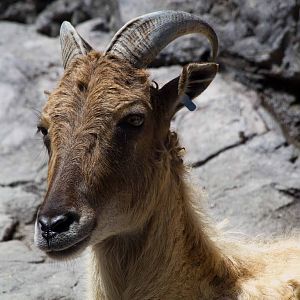 Himalayan Tahr female