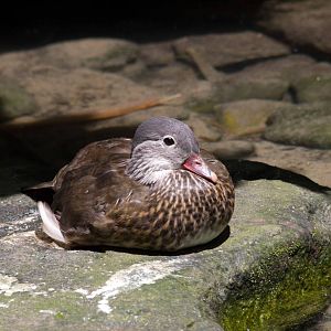 Mandarin Duck female