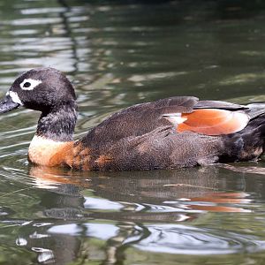 Mountain Duck female