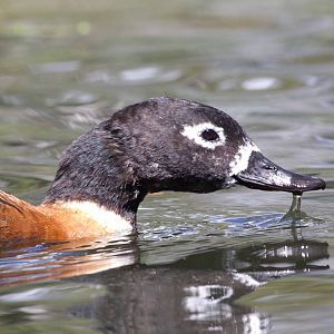 Mountain Duck female portrait