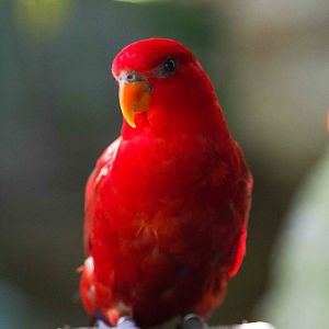 Red Lory