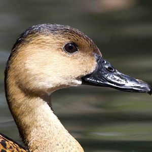Wandering Whistleduck portrait