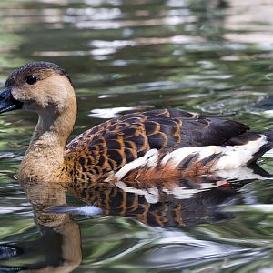 Wandering Whistleduck