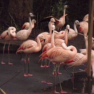 Chilean flamingos at Edinburgh Zoo 28/12/11