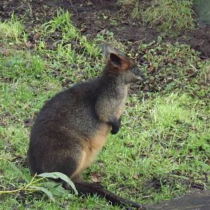 Swamp wallaby at Edinburgh Zoo 28/12/11